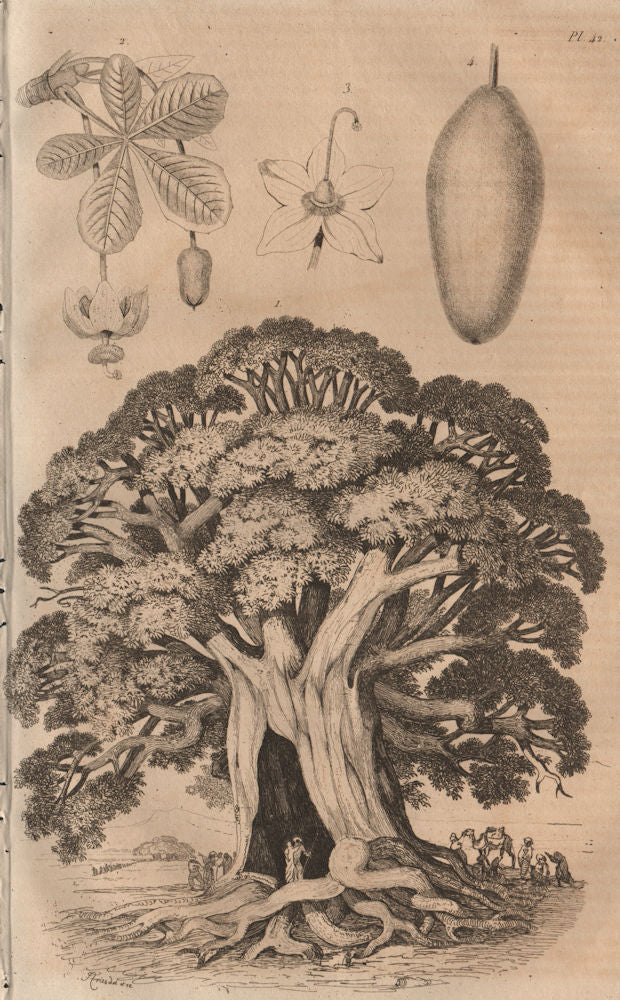 TREES. Baobab 1834 old antique vintage print picture
